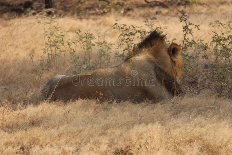 King of Animal stock image. Image of forest, reserve - 124788589 King of Animal stock image. Image of forest, reserve - 124788589