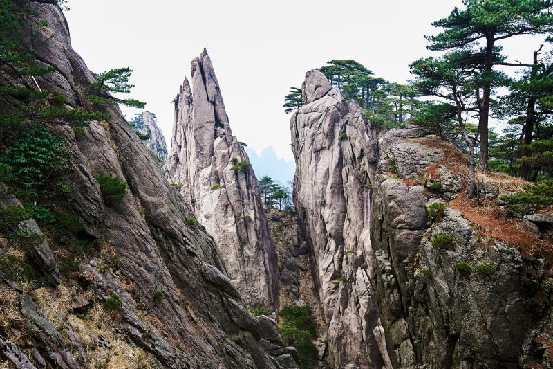 The cliff and pine trees