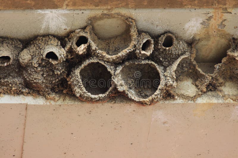 Cliff Swallow Nests Made of Mud Under a Bridge Overhang Stock Image