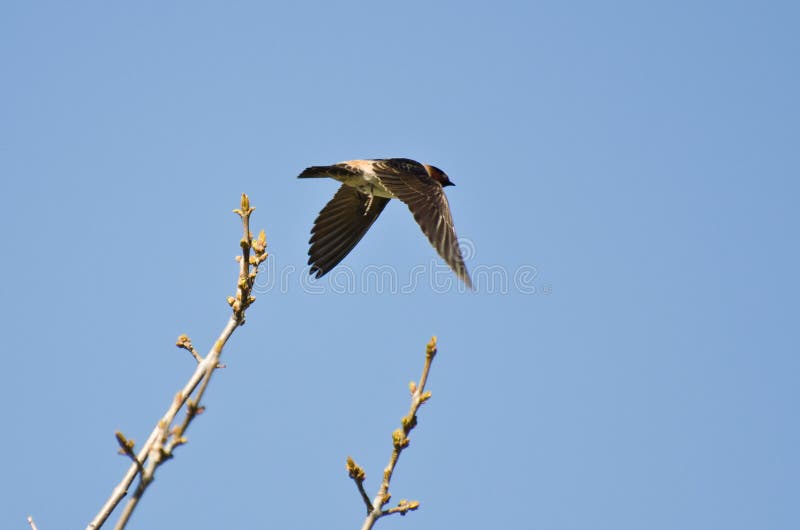 Cliff Swallow Taking al vuelo de un árbol