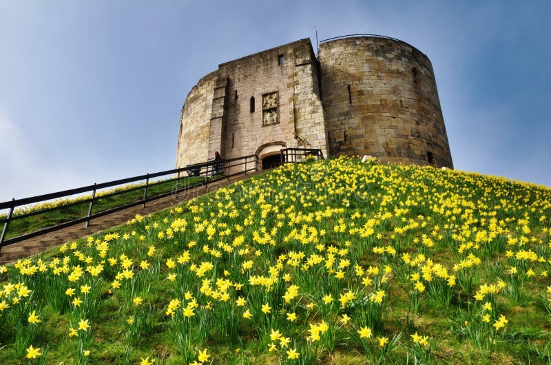 Cliffords Tower With Spring Daffodils