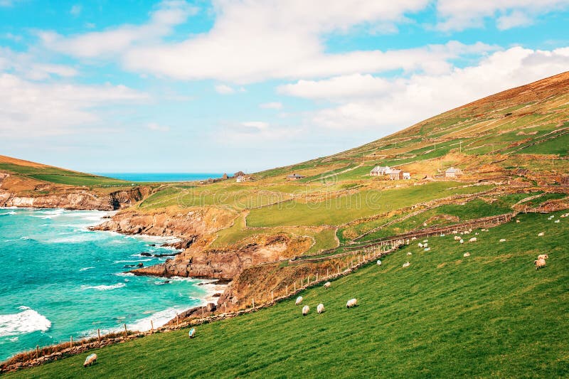 Cliffs and green meadows with sheep in Dingle, West Ireland with copy space.