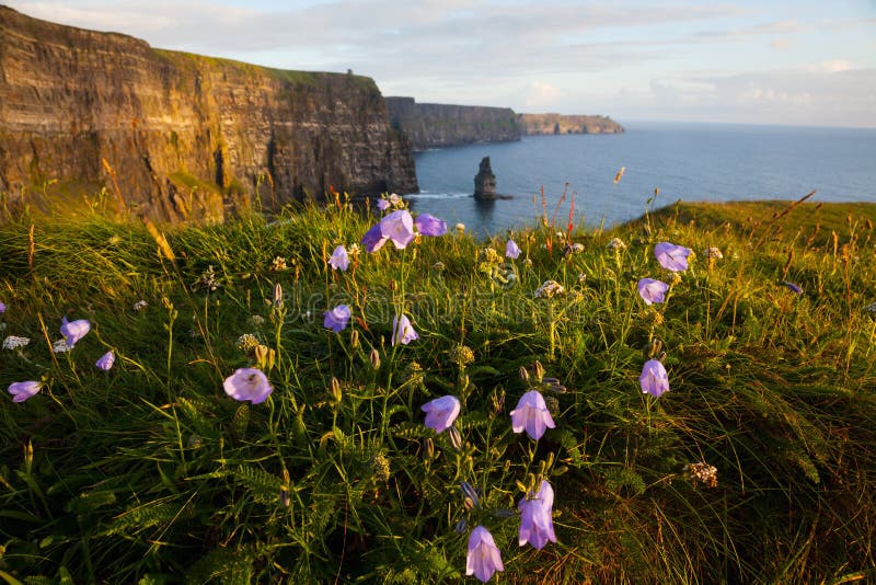 Ireland, flowers on cliffs stock photo. Image of travel 21305394