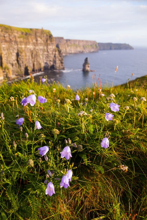 Cliffs of Moher with Wild Flowers. Stock Photo Image of ocean