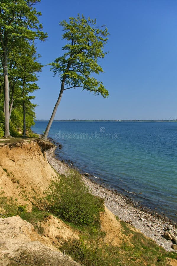 Clifftop with Forest and Slanted Tree Above the Beach Stock Image