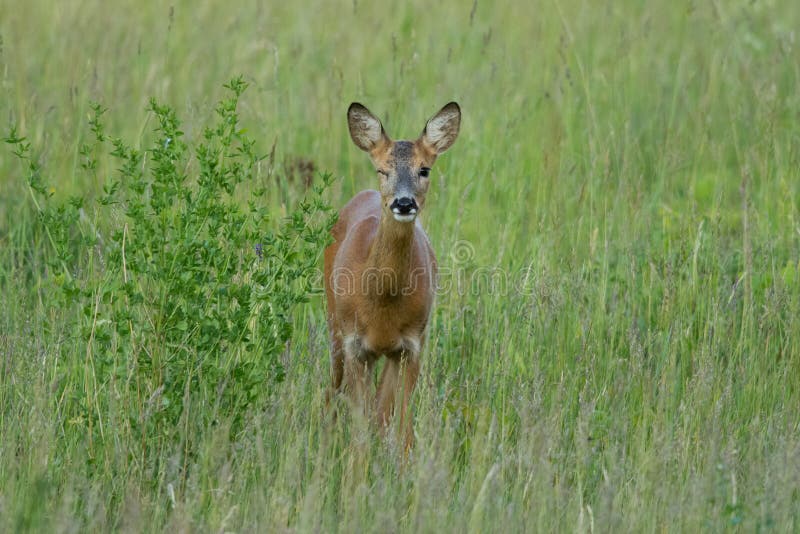 Wild female roe deer on a summer meadow winking, Estonia. Wild female roe deer on a summer meadow winking, Estonia