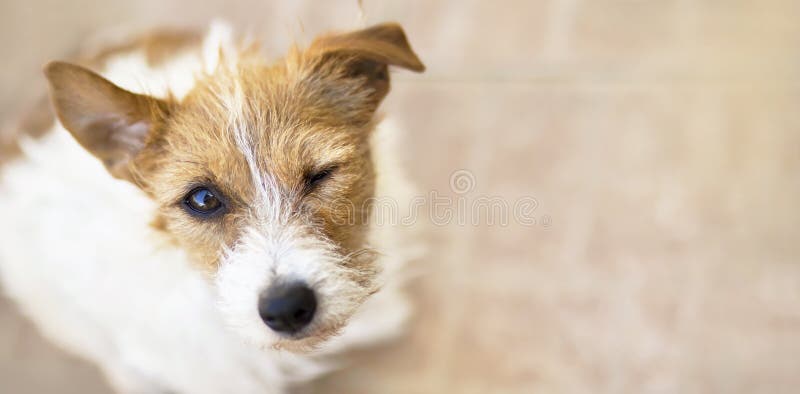 Cligner de l'oeil le chien avec les oreilles drôles en tant qu'écoute, bannière de Web image stock Cligner de l'oeil le chien avec les oreilles drôles en tant qu'écoute, bannière de Web image stock