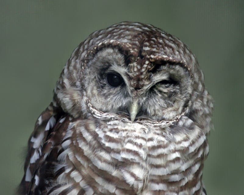 Cligner de l'oeil le hibou photo libre de droits Cligner de l'oeil le hibou photo libre de droits