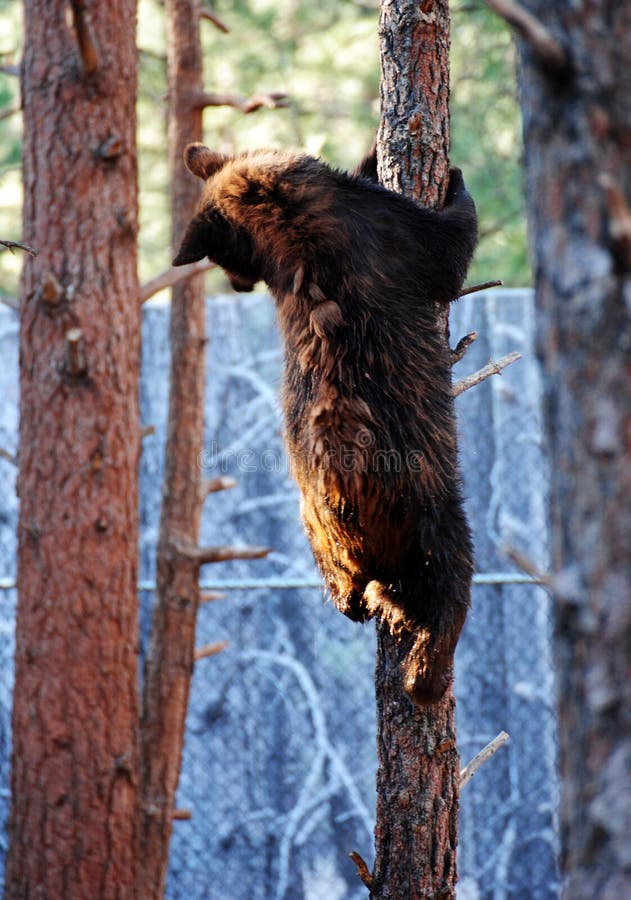 Climbing Bear stock image. Image of america, animal 222699941