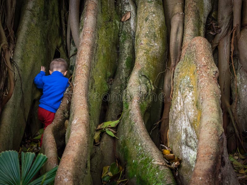 Poco ragazzo gigante radici da un albero fare botanico giardino, isola, Azzorre,.