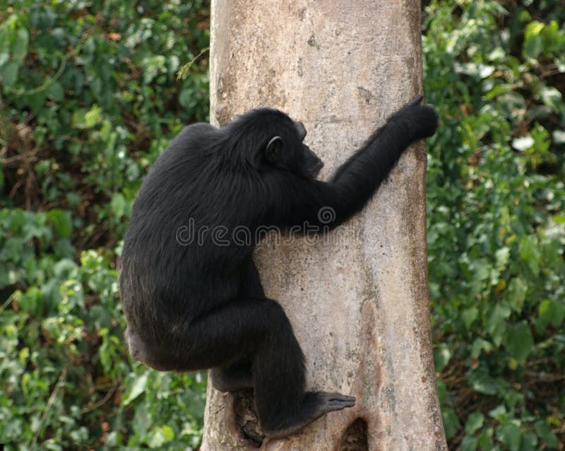 chimpanzee face front view chimpanzee face front view