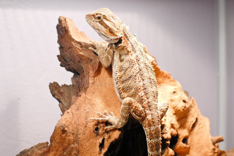 Climbing Dragon stock image. Image of background, small 25158123