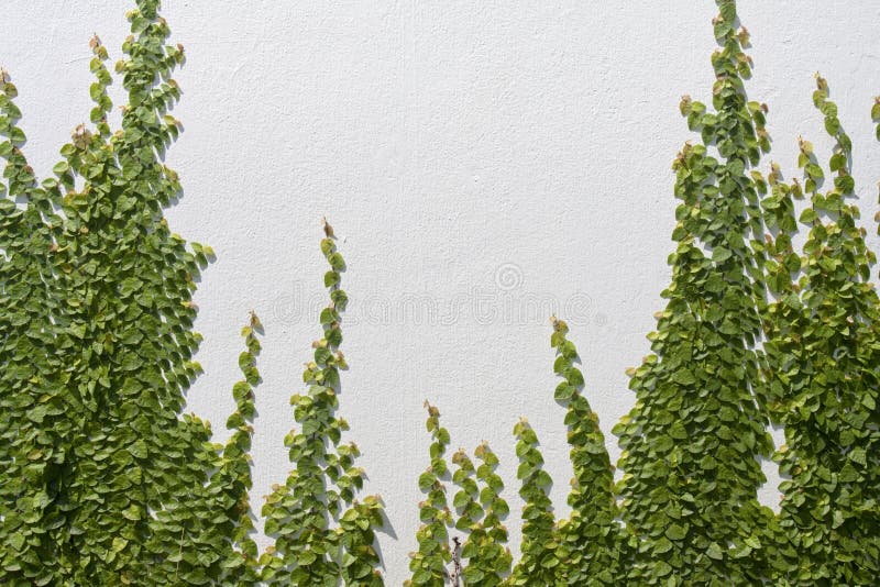 Climbing Ficus pumila on wall