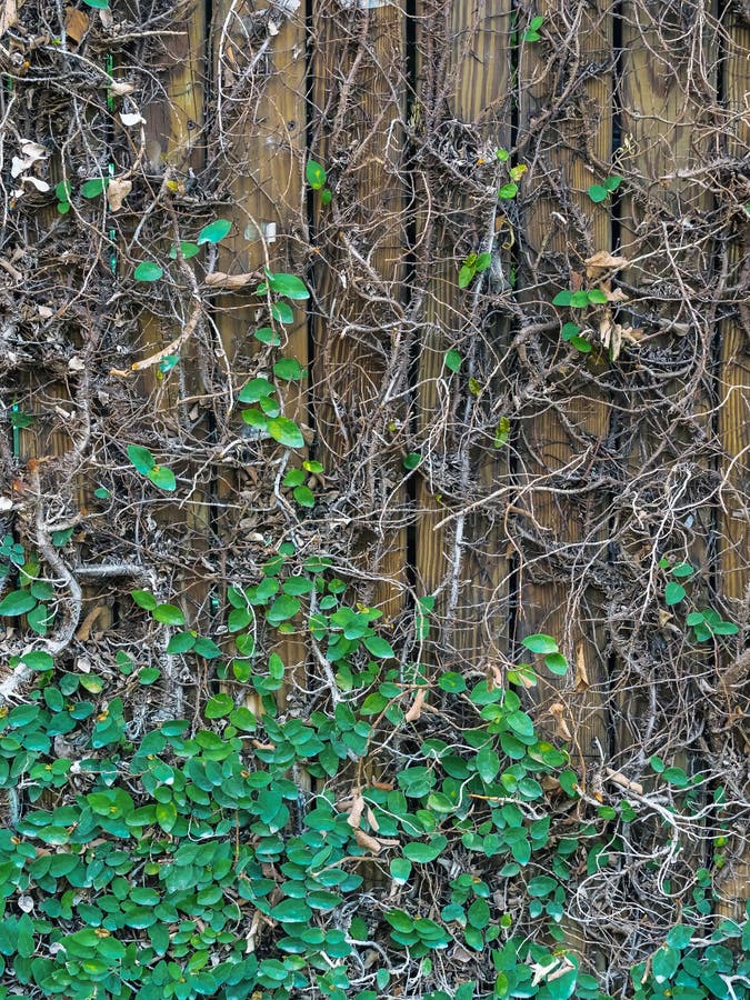 Climbing Fig or Creeping Fig (Ficus Pumila) Stock Image - Image of ...