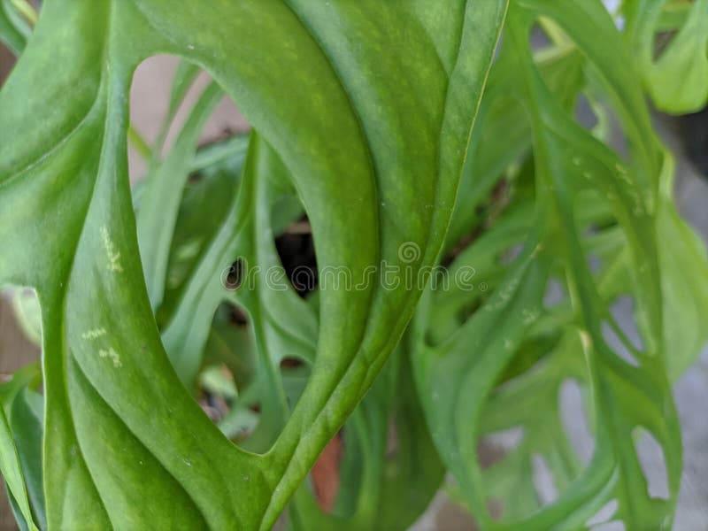 Climbing Flower with Long Broad Leaves with Many Holes Stock Photo