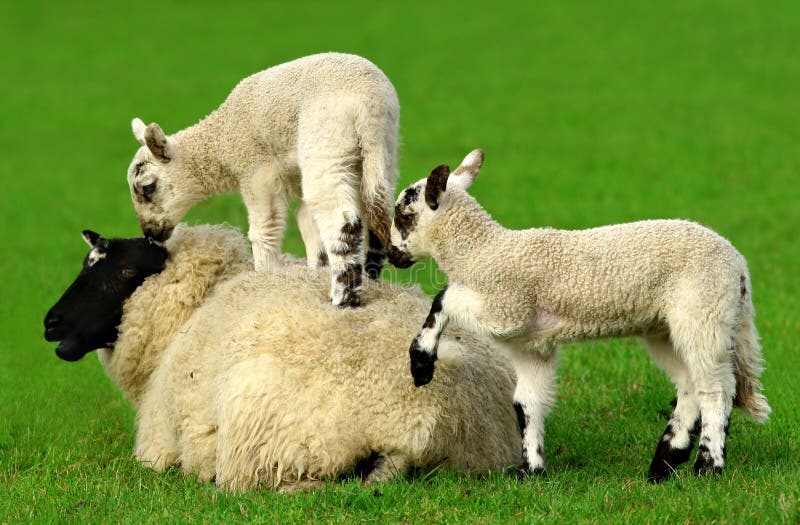 The Climbing Frame