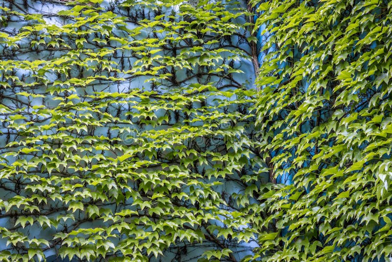 Climbing green plant stock image. Image of botanical 60539063