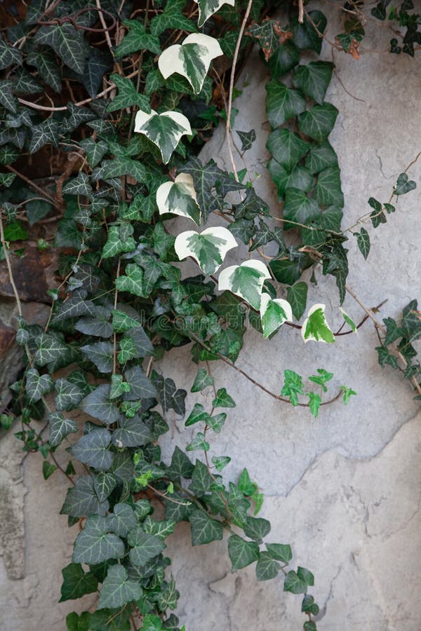 Climbing Green Plant with Foliage on a Stone Wall with Cracks Stock