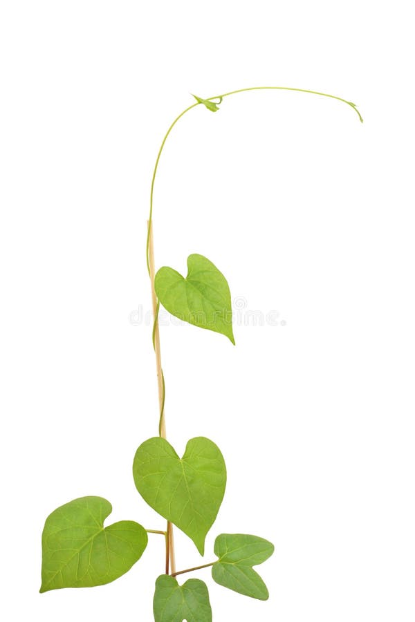 Climbing green plant stock image. Image of spring, clipping 145215867