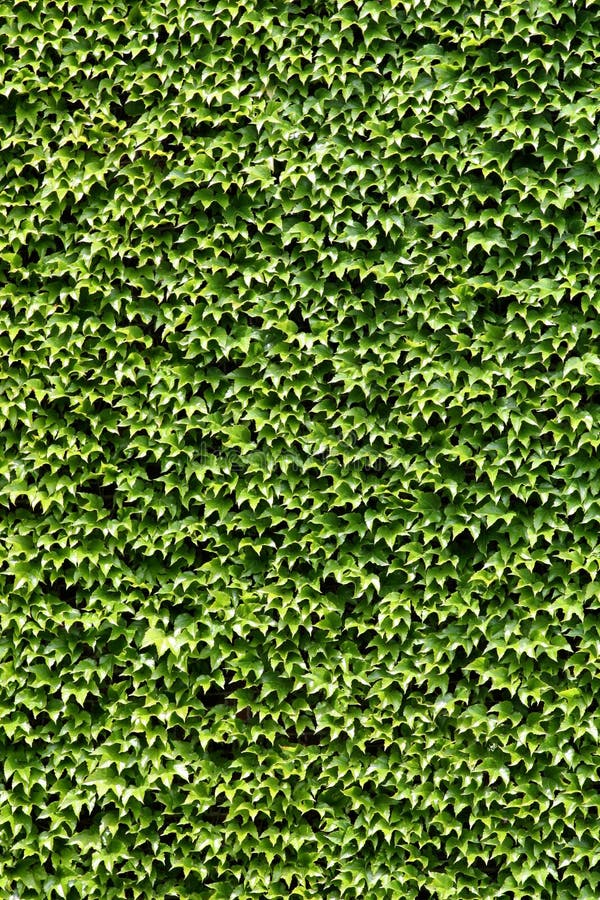 Climbing ivy stock image. Image of climbing, plant, plants 878533