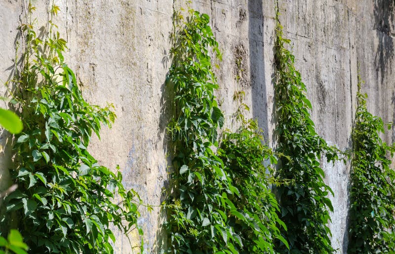 Climbing maiden grapes creeping up the concrete retaining wall stock photography