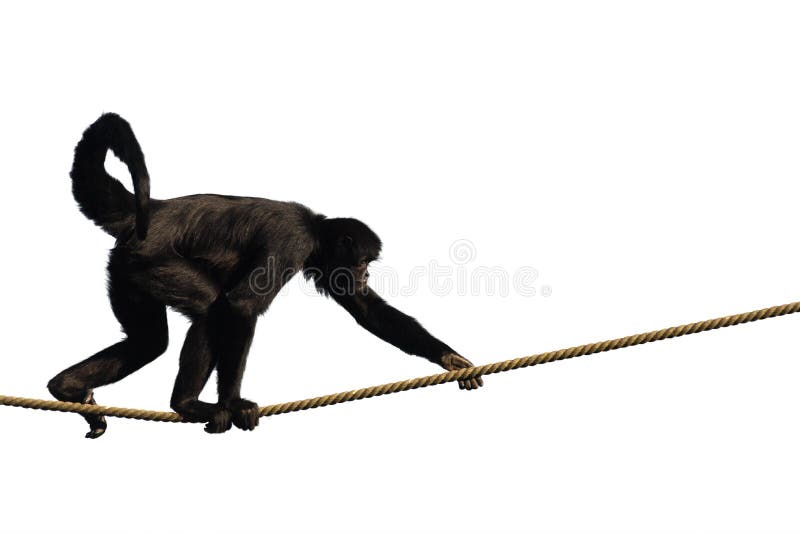 209,865 Monkey Stock Photos - Free & Royalty-Free Stock Photos from Dreamstime 209,865 Monkey Stock Photos - Free & Royalty-Free Stock Photos from Dreamstime