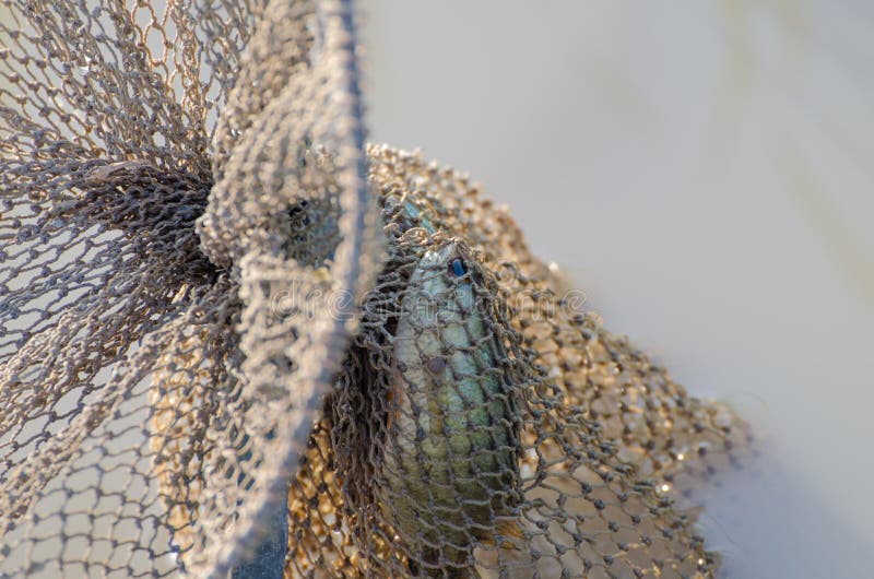 Climbing Perch Is In A Fish Scoop. Stock Photo Image of perch