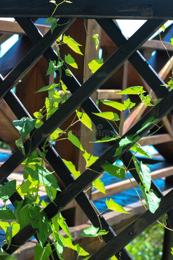 Climbing Plant, Creeper, the Plant Winds Its Way through the Net Stock