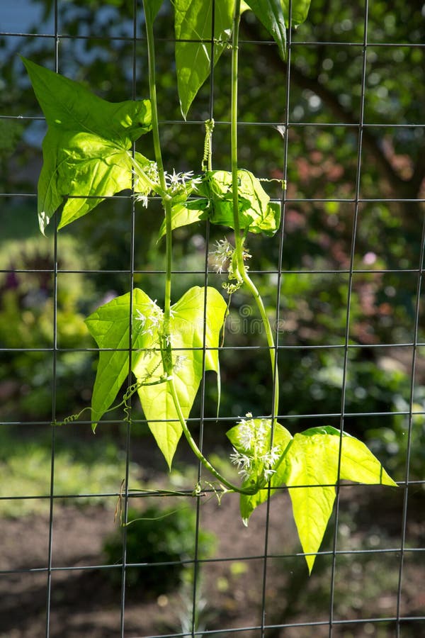 Climbing Plant with Flowers Stock Photo Image of climbing, nature