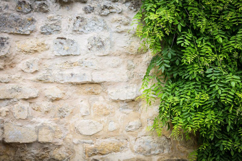 Climbing plant, green ivy growing on antique brick wall of old house