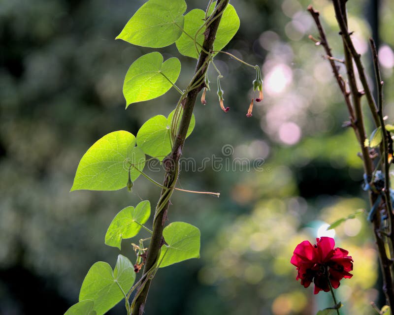 Climbing Plant, Its Leaves Are Heart-shaped Stock Photo - Image of Climbing Vine With Heart Shaped Leaves
