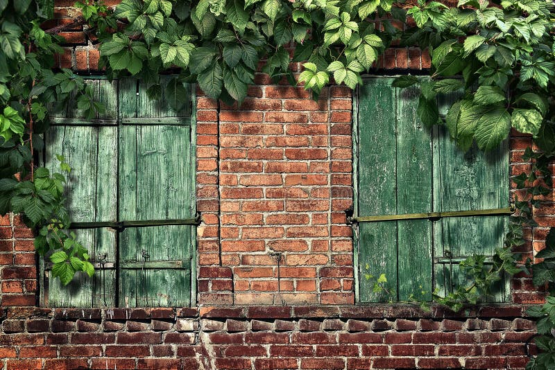 Climbing Plant on the Old Brick Wall with Windows Stock Photo Image