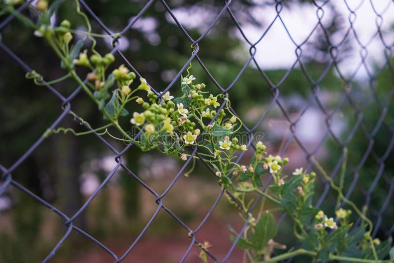 Climbing Plant on a Wire Fence Stock Photo Image of nature, fence