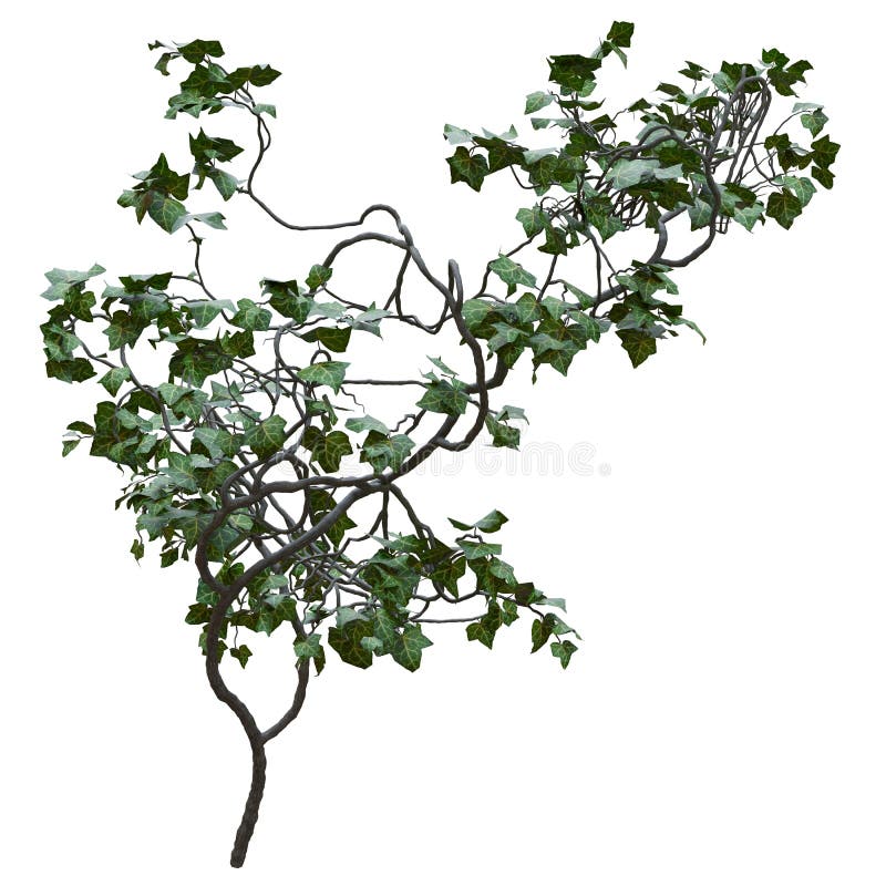 Climbing Plants Creepers Isolated on White Background 3d Illustration