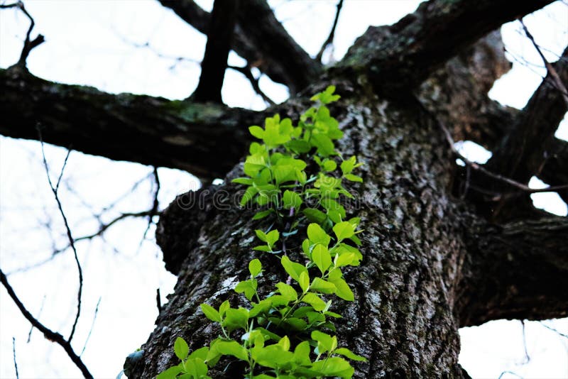Climbing Vines stock photo. Image of detail, tree, color 80517208
