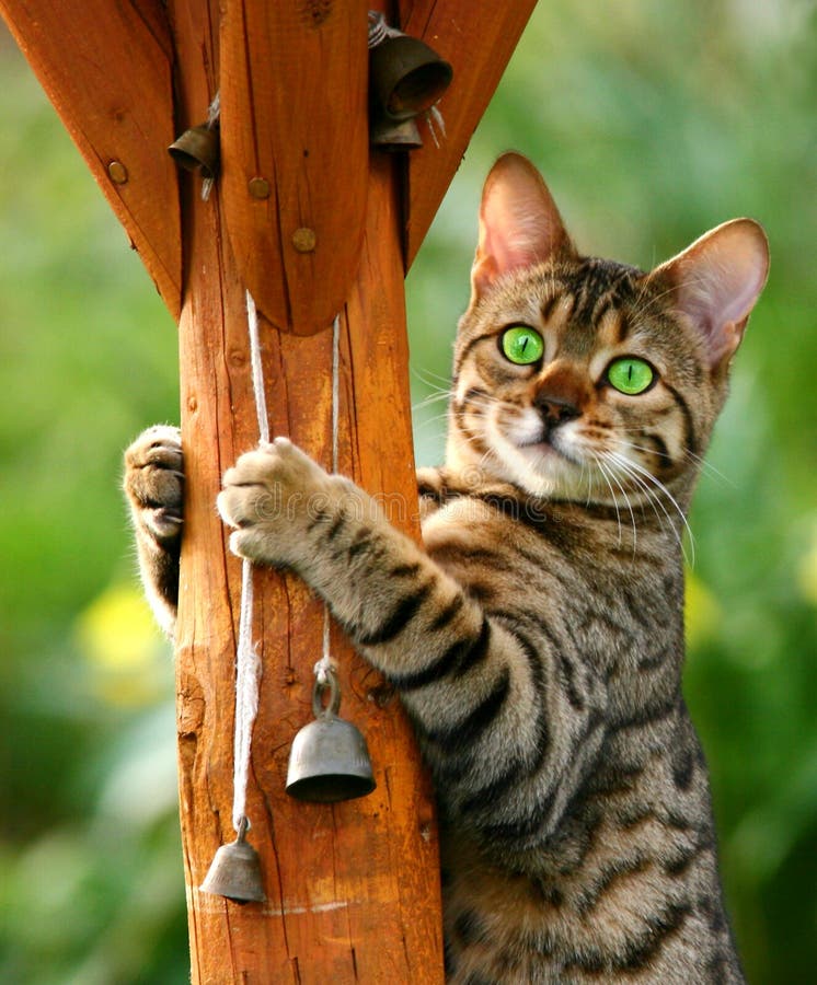 Bengalí extrano criar gatito claro verde ojos ajuste apretado sobre el sobre el polo.