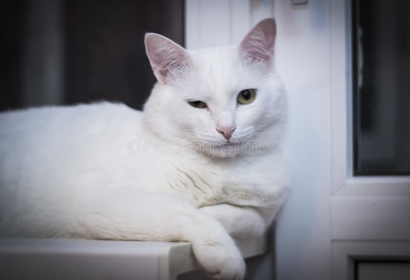 Clins d'oeil blancs de chat à la fenêtre de nuit photographie stock libre de droits Clins d'oeil blancs de chat à la fenêtre de nuit photographie stock libre de droits