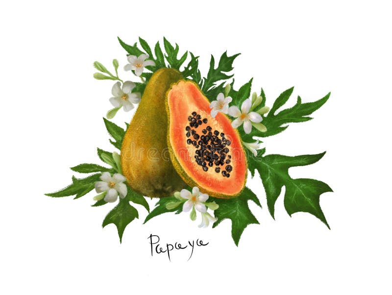 Clipart della papaia della frutta tropicale con le foglie ed i fiori disegnati a mano su fondo bianco isolato illustrazione vettoriale Clipart della papaia della frutta tropicale con le foglie ed i fiori disegnati a mano su fondo bianco isolato illustrazione vettoriale