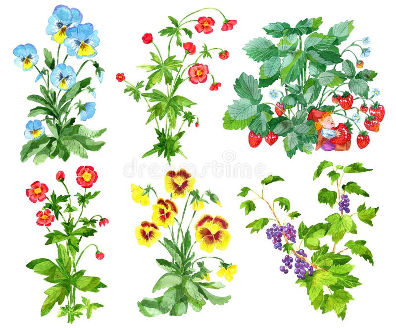Clipart Fijó Con Las Flores Del Jardín Del Pensamiento Y Anémona, Las Bayas De La Pasa Y Planta De Fresa Aislados En Blanco Stock de ilustración - Ilustración de colorido, trazado: 123608412 Clipart Fijó Con Las Flores Del Jardín Del Pensamiento Y Anémona, Las Bayas De La Pasa Y Planta De Fresa Aislados En Blanco Stock de ilustración - Ilustración de colorido, trazado: 123608412