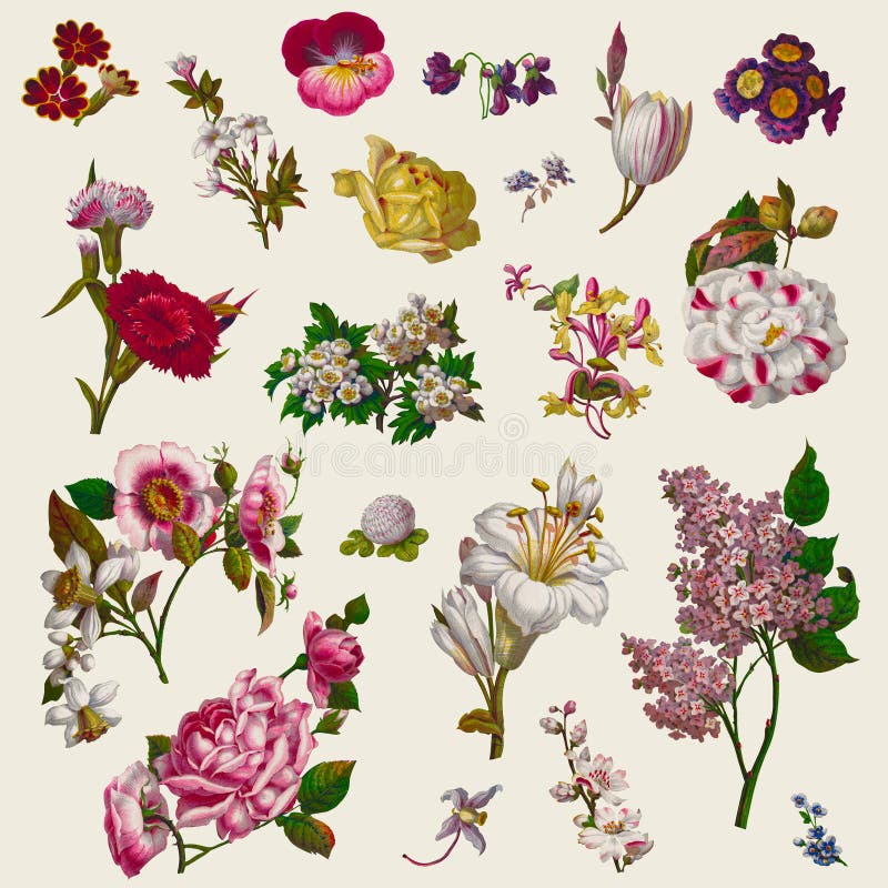 Clipart (images graphiques) victorien de fleurs de vintage