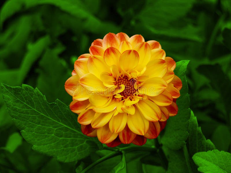 Clippaths五颜六色的花 免版税库存图片