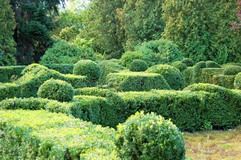 Clipped Buxus sempervirens