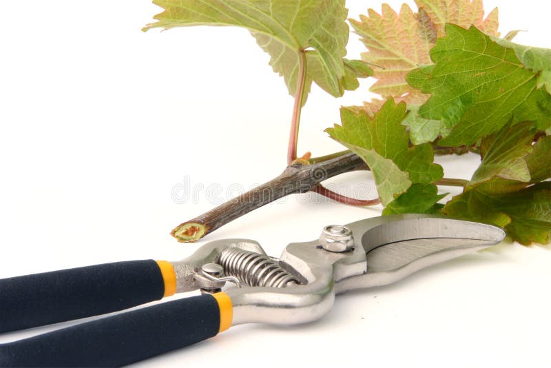 Clippers and vine cutting