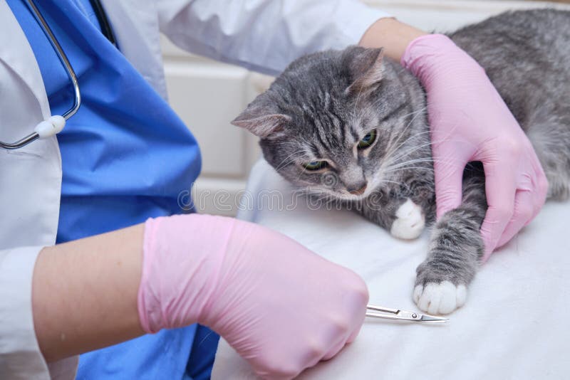 Clipping the Claws on a Cat Paws by a Veterinarian Called at Home Stock