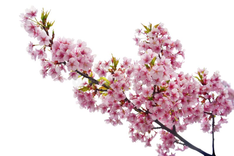 real cherry blossom tree branch