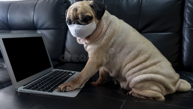 Clipping Path Screen Monitor Sick or contagious cute Pug dog wearing medical mask work with laptop by video conference. Work