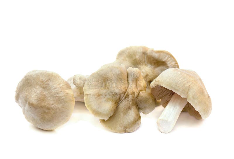 Clitopilus prunulus, known: miller, sweetbread mushroom is an edible on white background