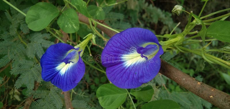 Clitoria Ternatea Beautiful Blue Colour Flowers Stock Image ...