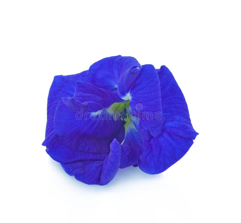 Clitoria ternatea oder Aparajita-Blume lokalisiert auf wei?em Hintergrund stockfotografie Clitoria ternatea oder Aparajita-Blume lokalisiert auf wei?em Hintergrund stockfotografie