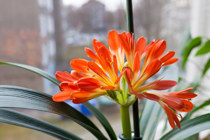 Clivia Miniata Flower Blooming Stock Image - Image of petal, houseplant ...